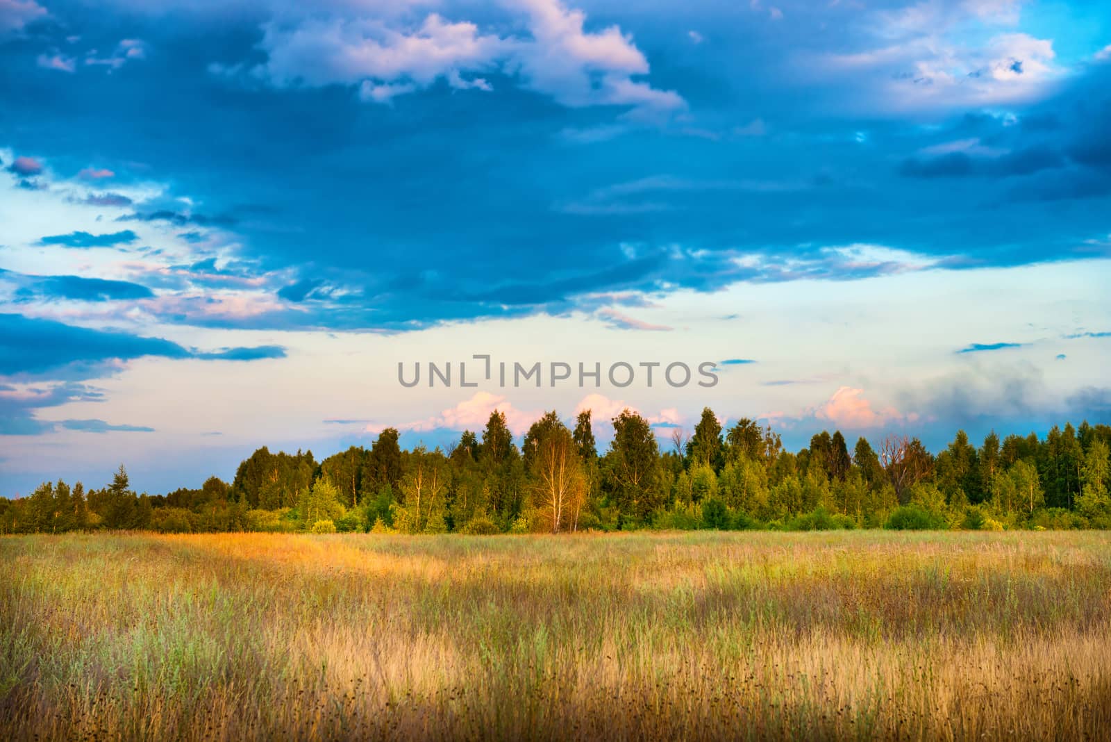 Beautiful field and forest with blue sky by vapi