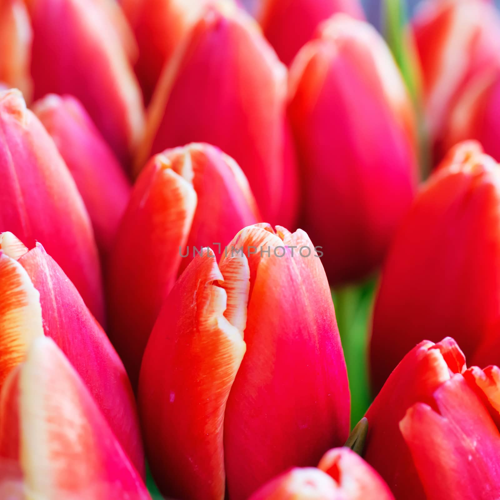 Fresh colorful tulips by vapi