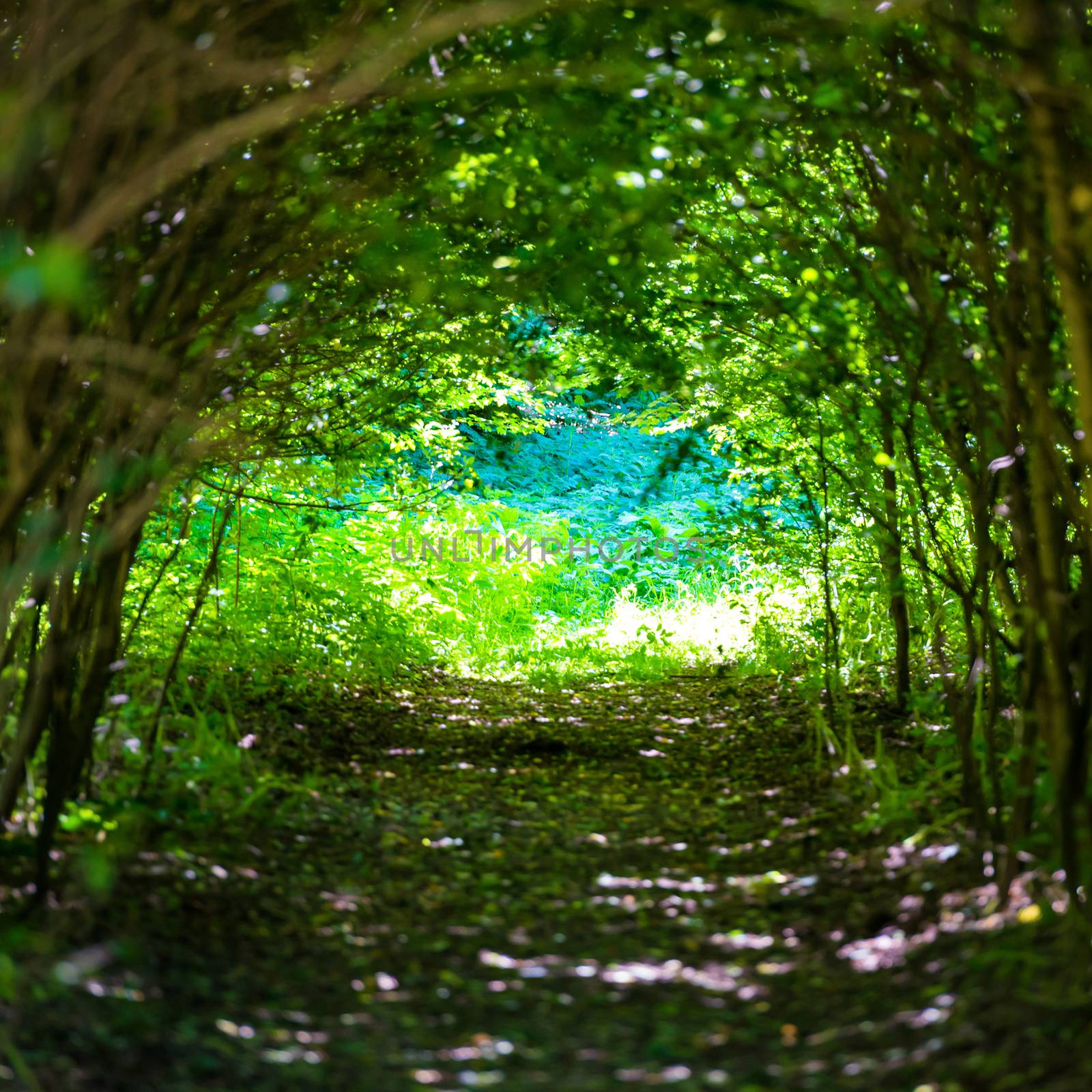 Magical forest with path to the light through dark tunnel of trees