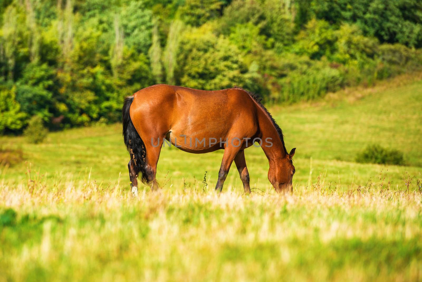 Dark bay horse grazing on a field with green grass