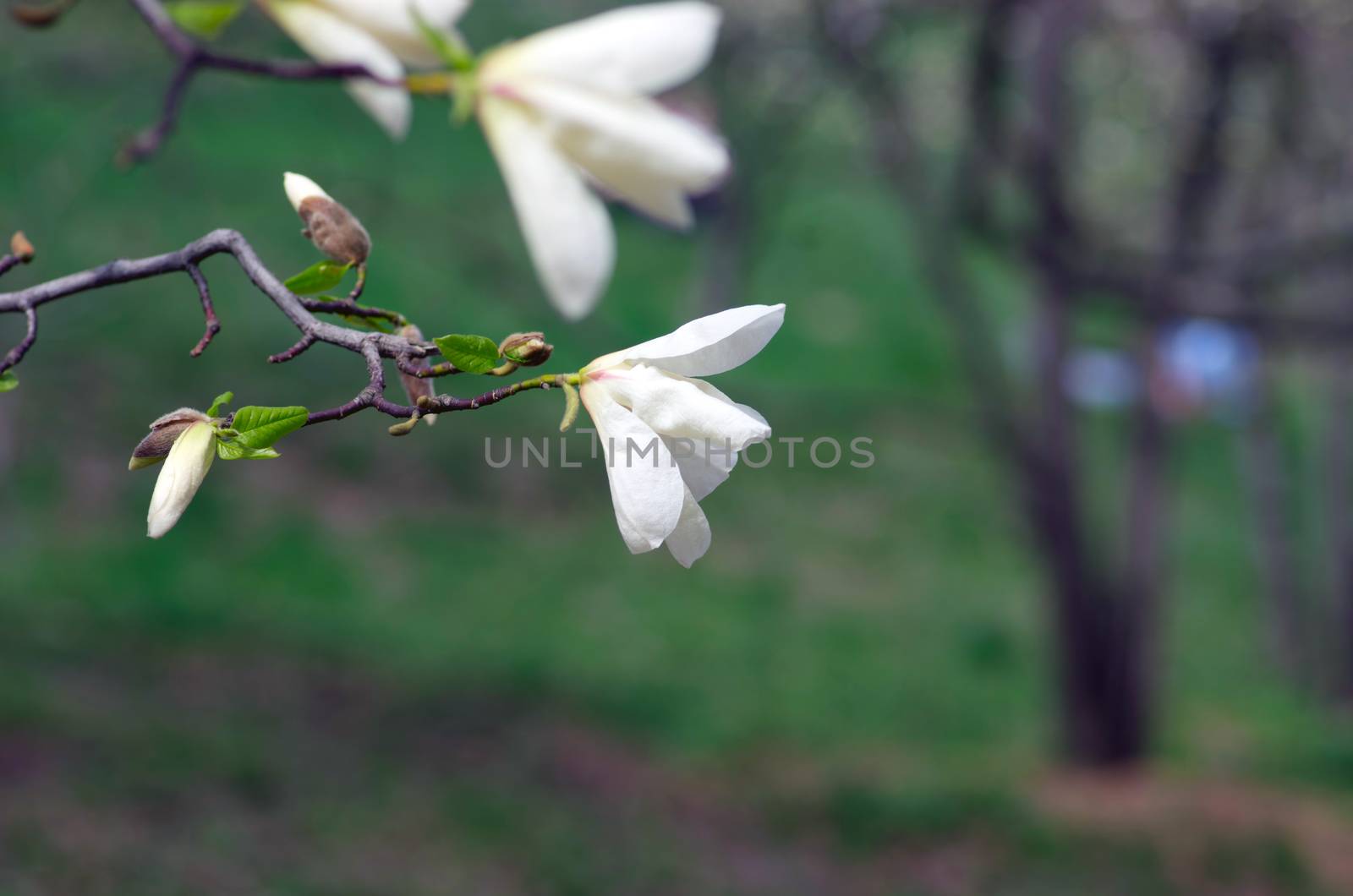 White magnolia flower against the sky close-up