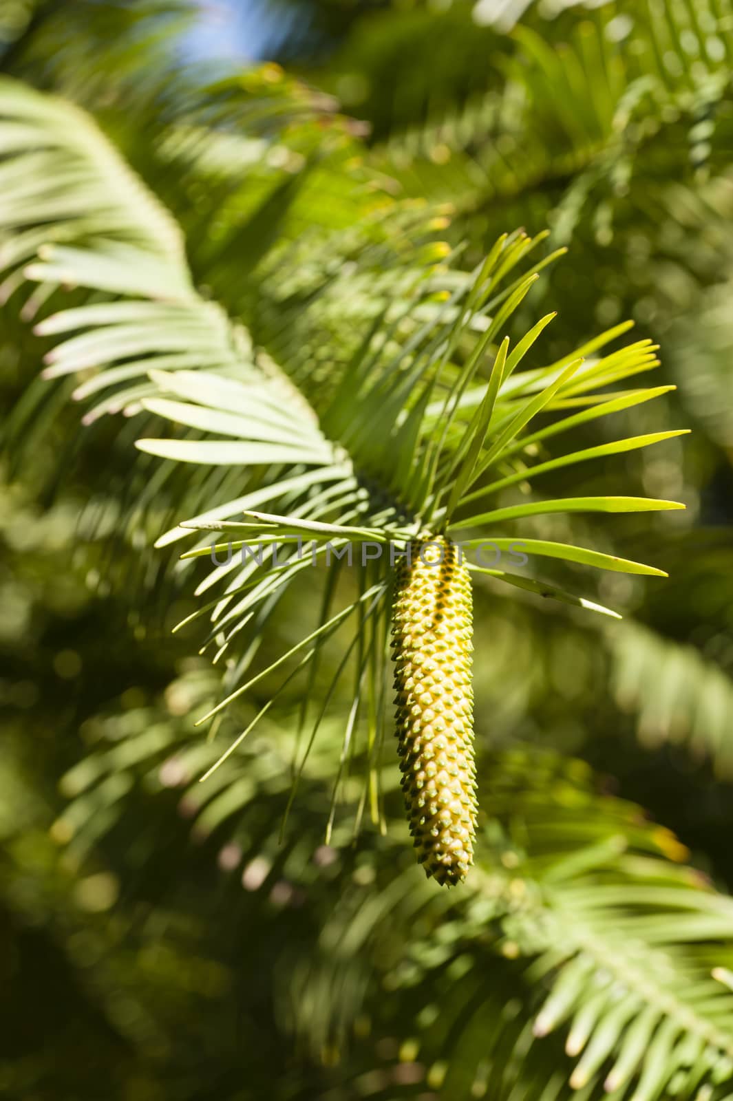 Wollemia nobilis detail of leaves and cones in early Spring.