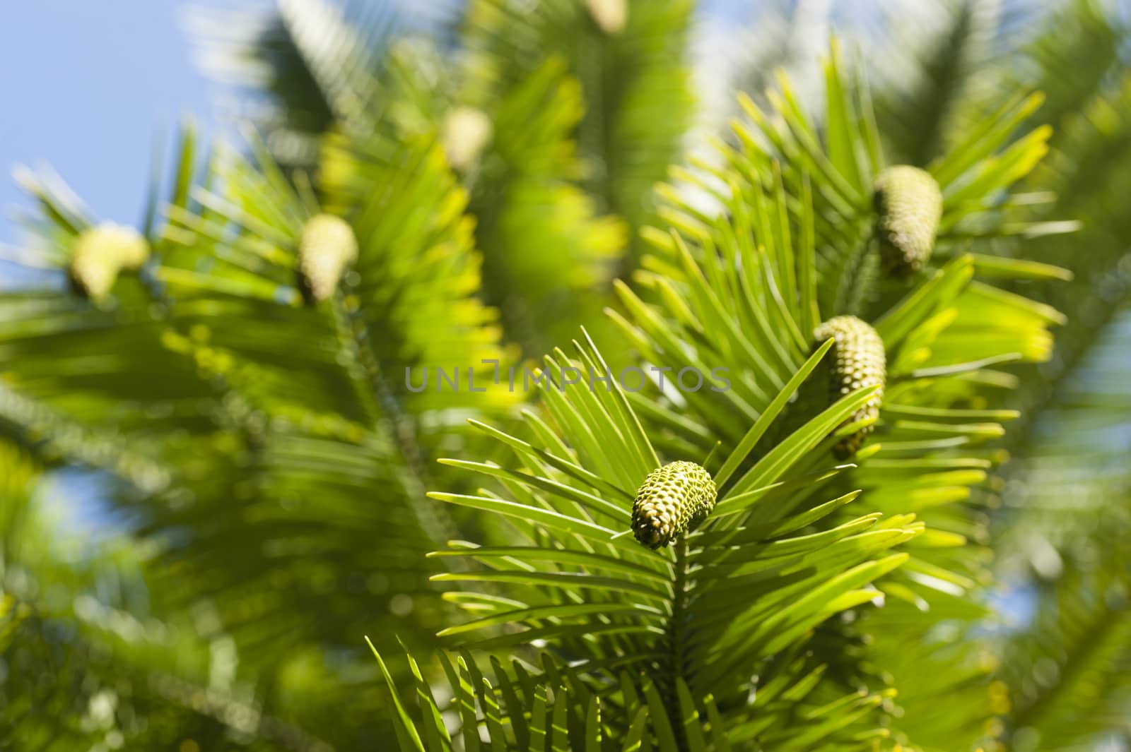 Wollemia nobilis detail of leaves and cones in early Spring.