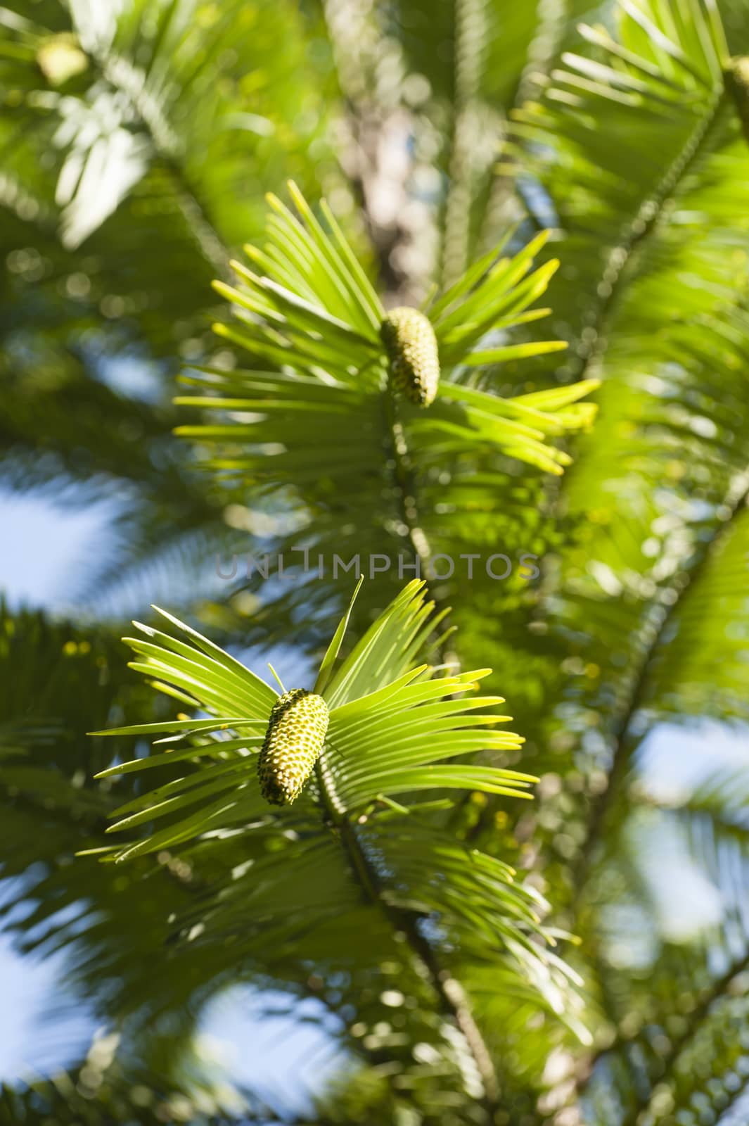 Wollemia nobilis detail of leaves and cones in early Spring.