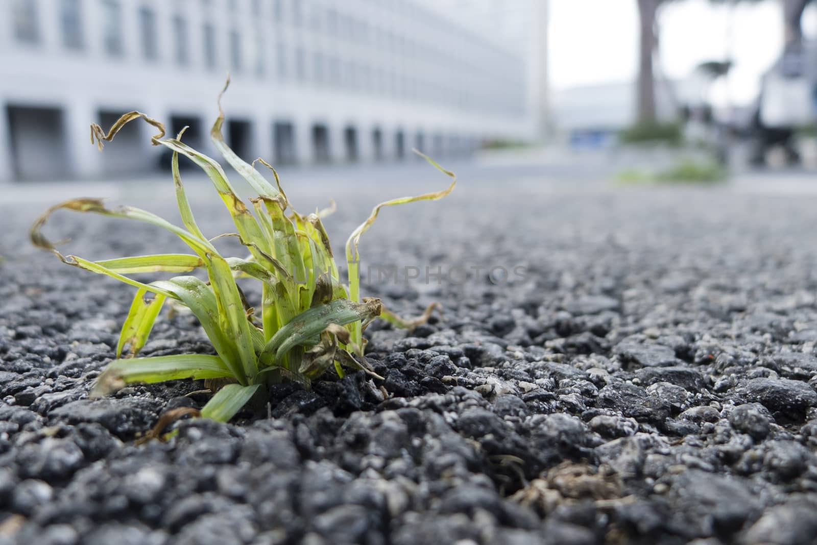 Green grass struggling to grow out of a road asphalt