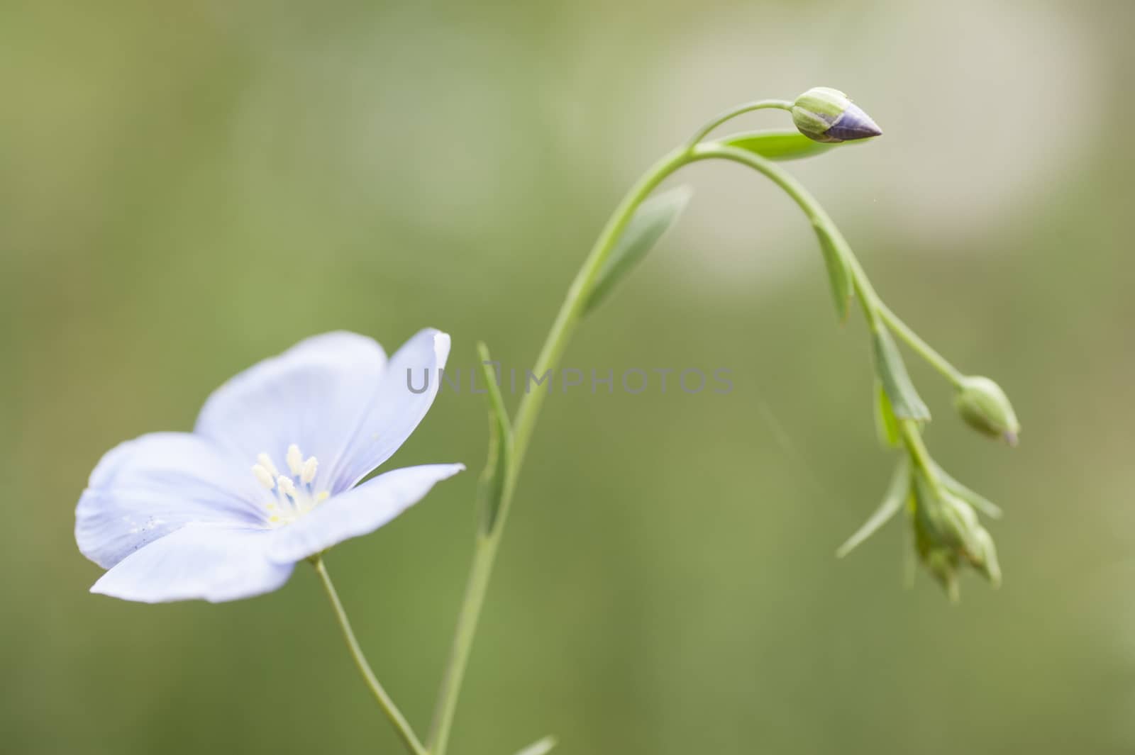 flower and buds of flax plant, Linum usitatissimum