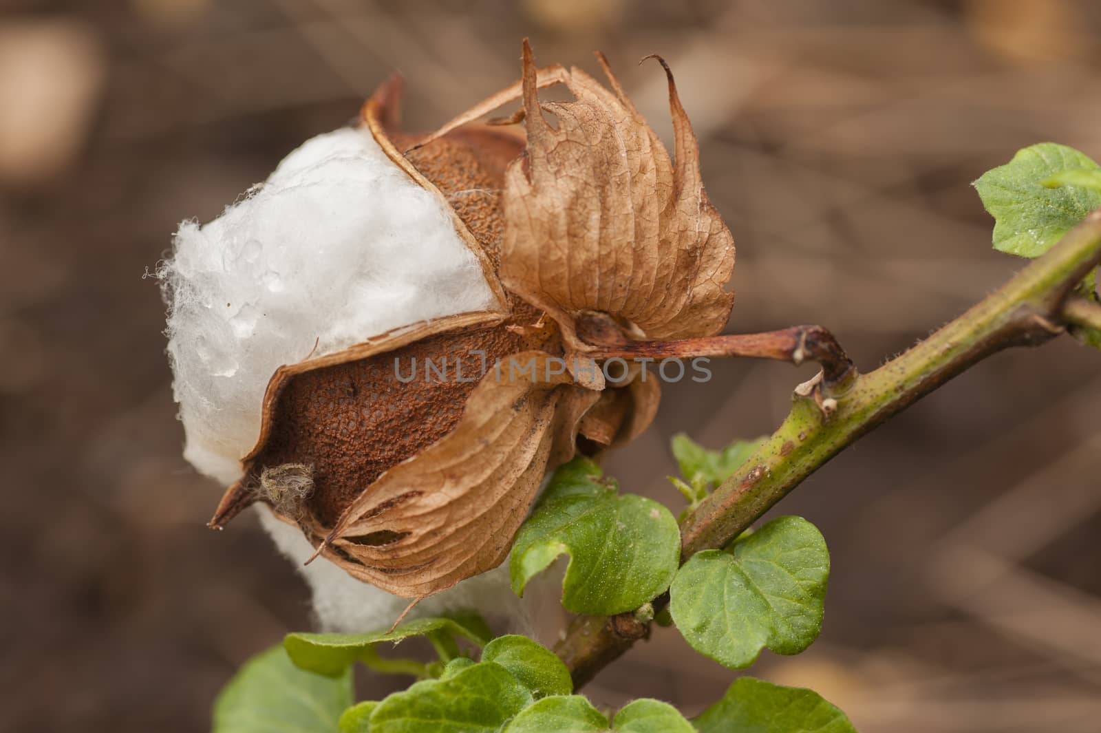 Exposed flower bud of Gossypium herbaceum, commonly known as Levant cotton, species of cotton native to the semi-arid regions of sub-Saharan Africa and Arabia
