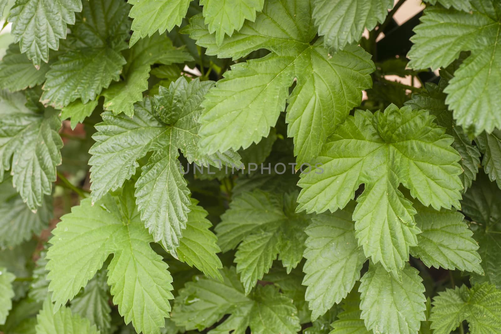 green leaves of common hop climbing plant whose flowers are used for beer production.