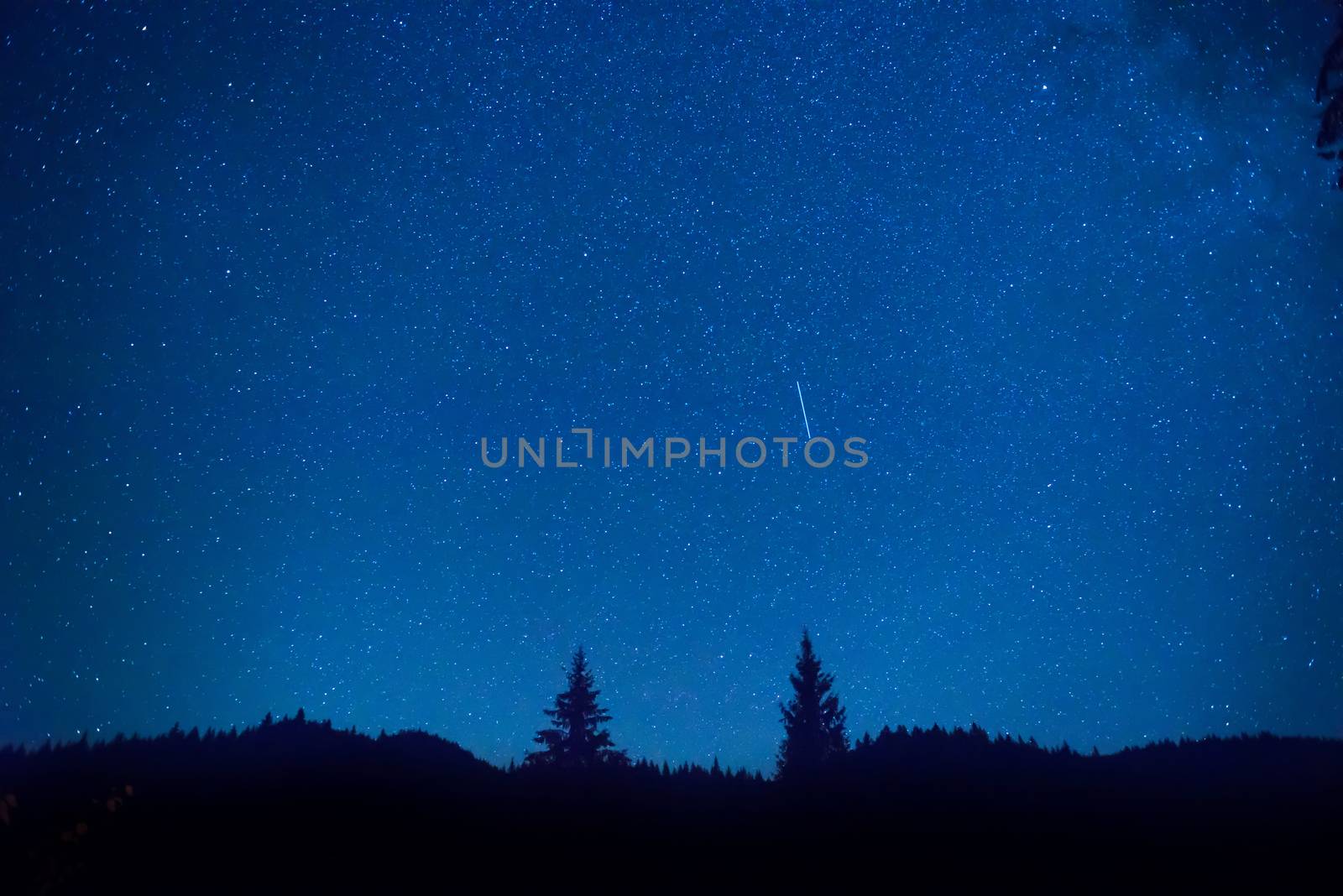 Dark blue night sky above mystery forest with pine trees