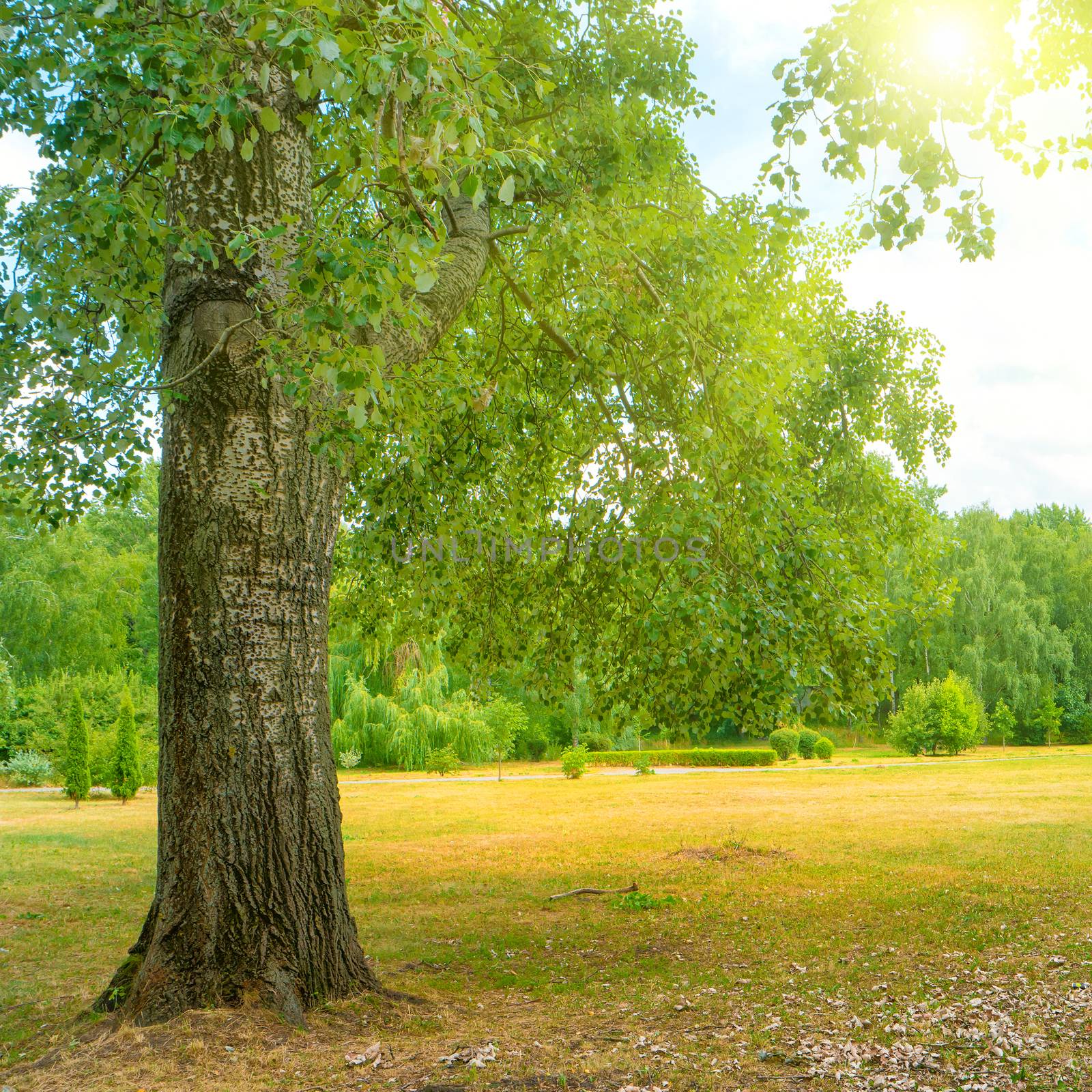 Big tree in the green park under bright sun. Sunny landscape.