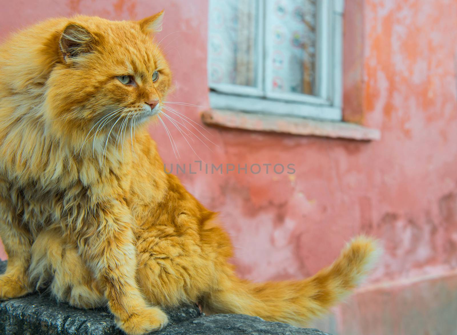 Red cat with green eyes sitting near window