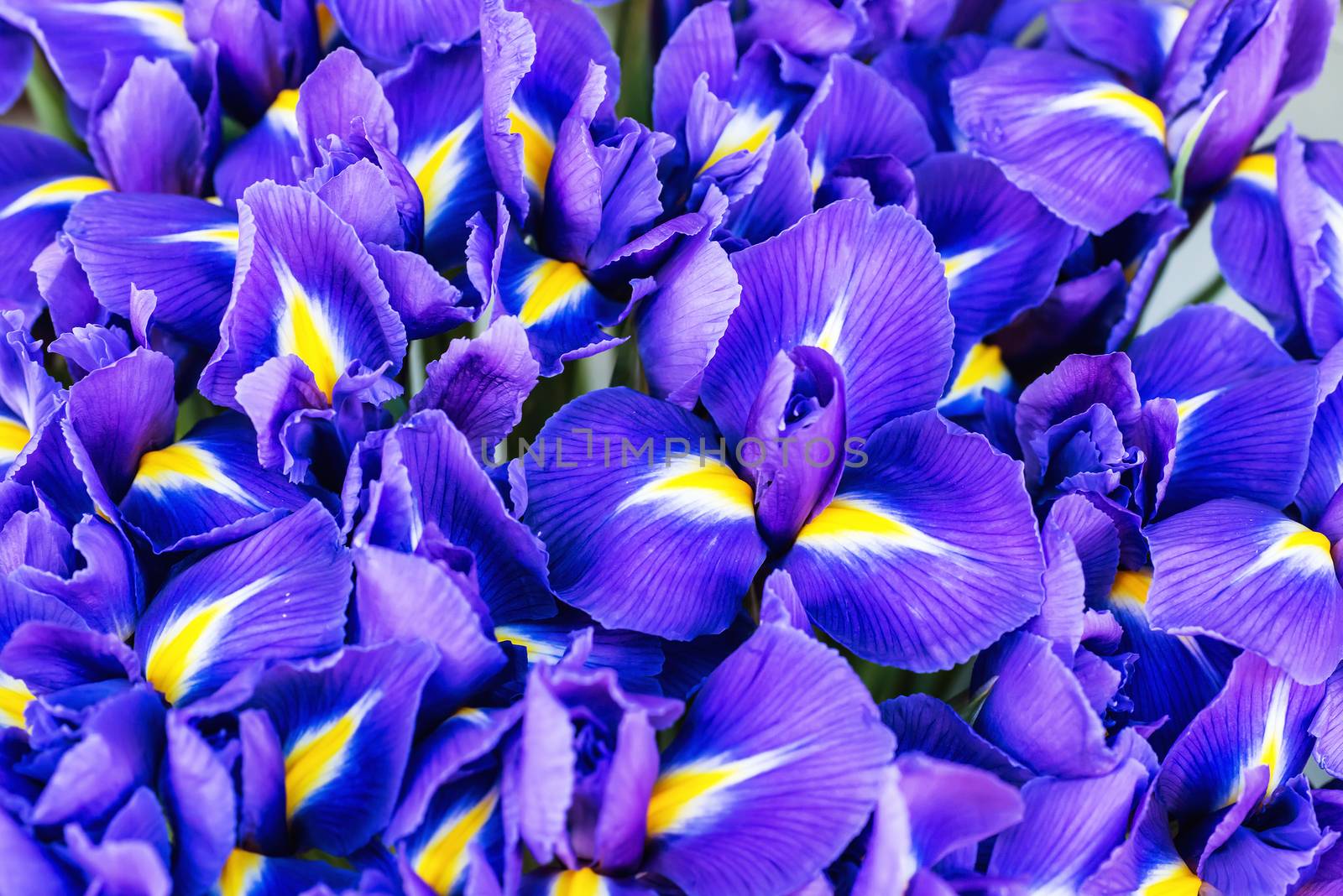 Blue flower irises by vapi