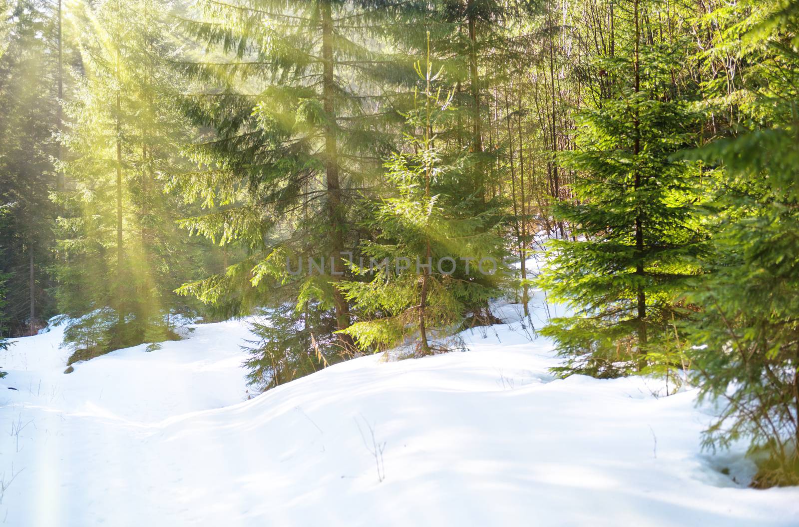 Sun light in the winter forest with white fresh snow and pine trees