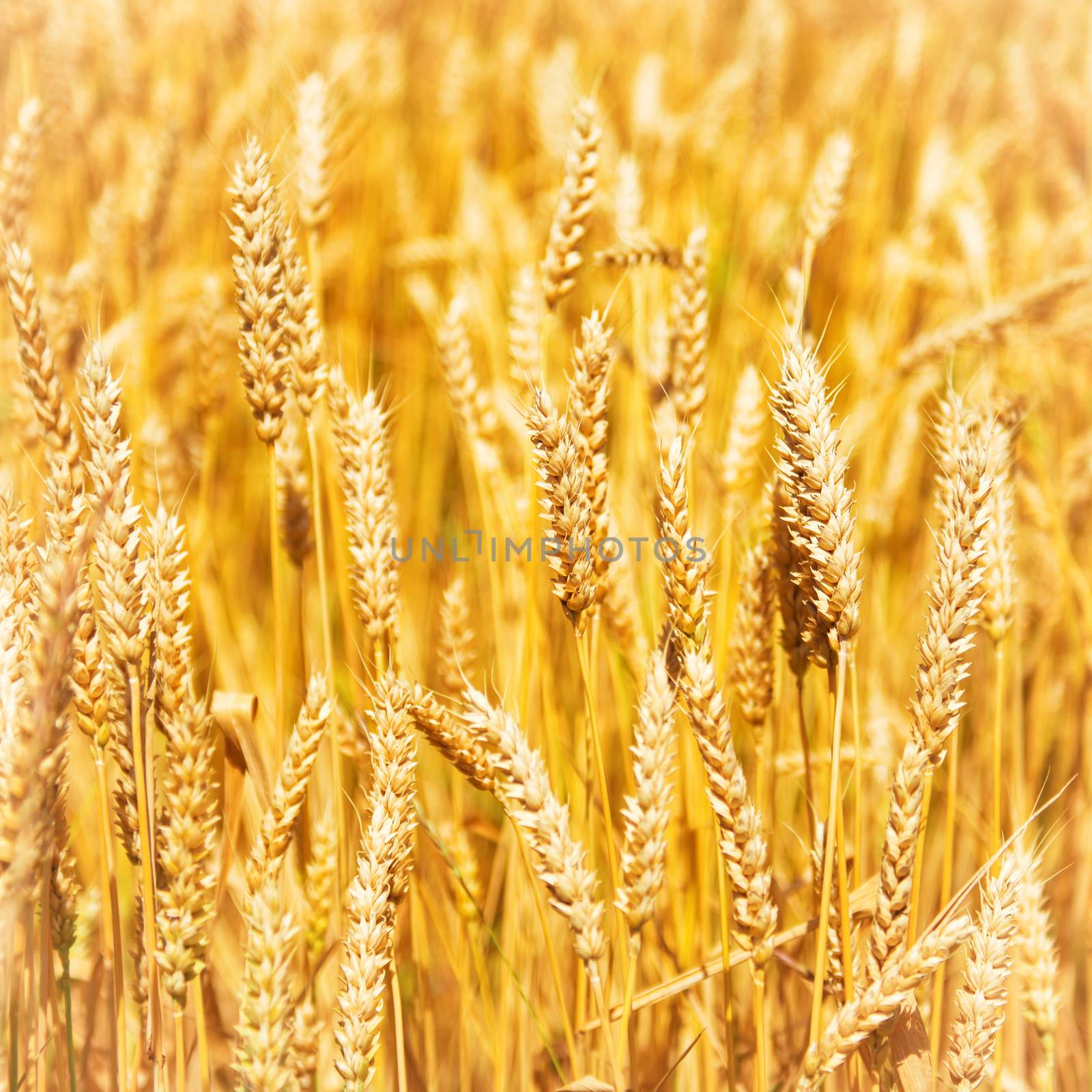 Field of wheat by vapi