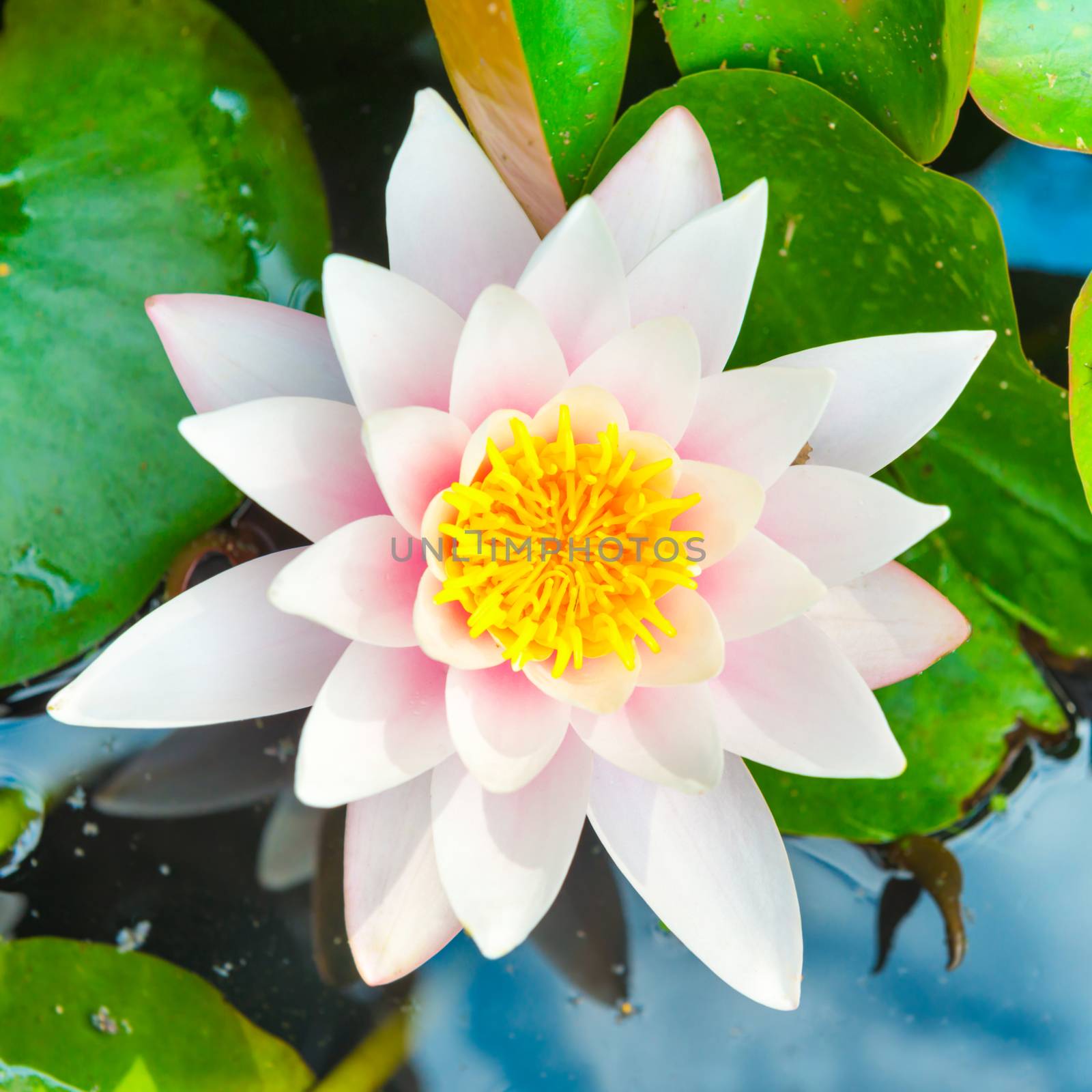 White flower- water lilly with green leaves on the pond