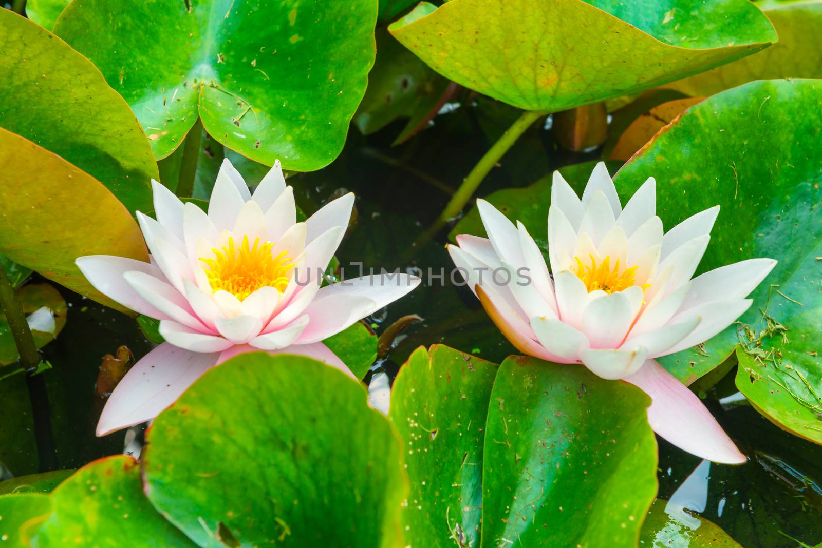 White flower- water lilly by vapi