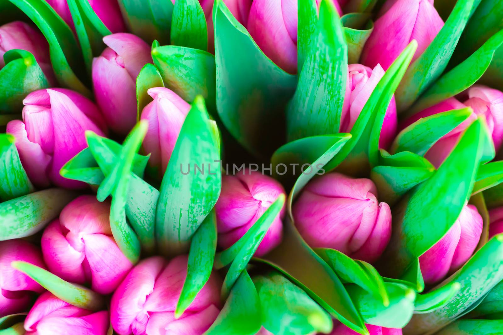 Fresh pink tulips by vapi