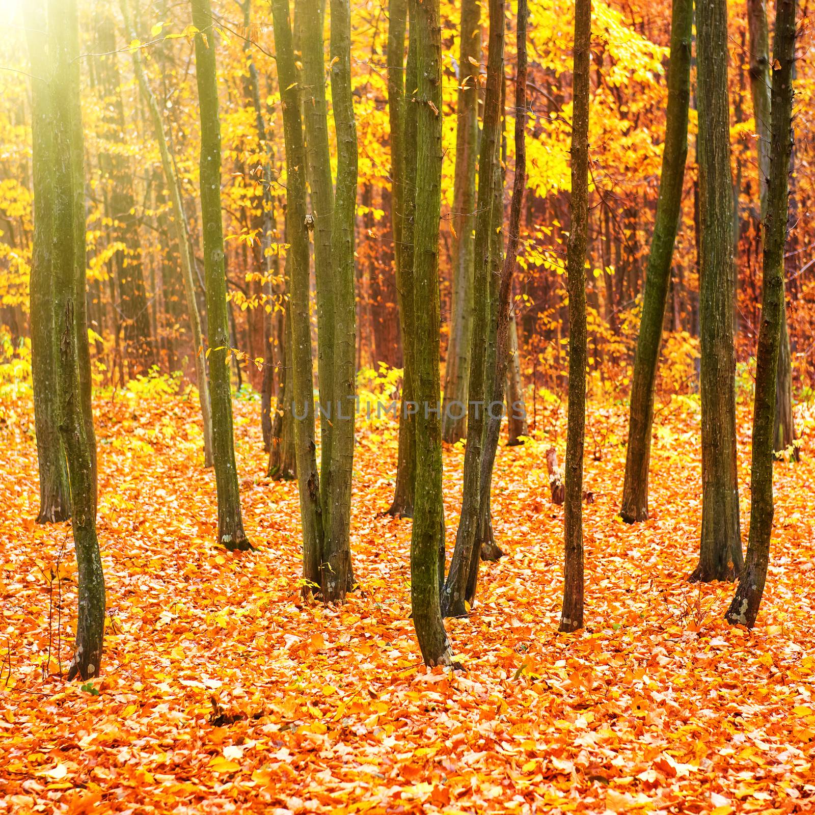 Autumn in beautiful sunny park with orange, yellow and red leaves