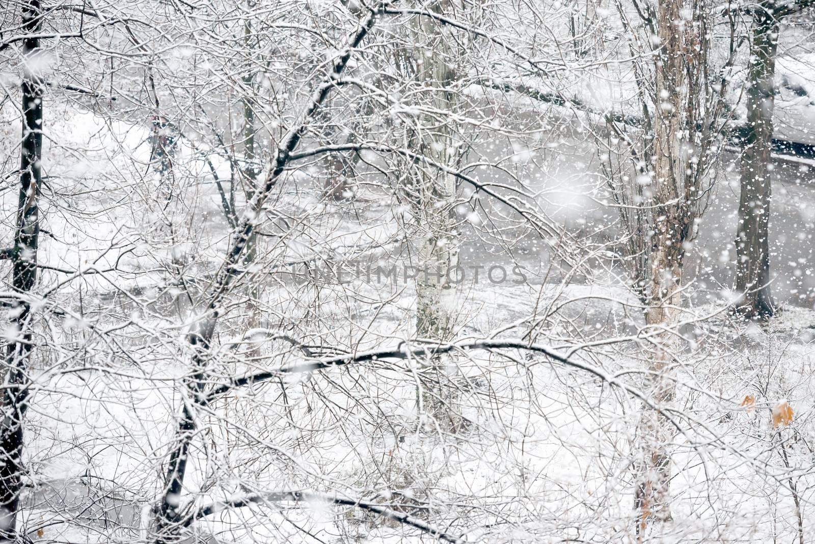 Snowfall in winter park by vapi
