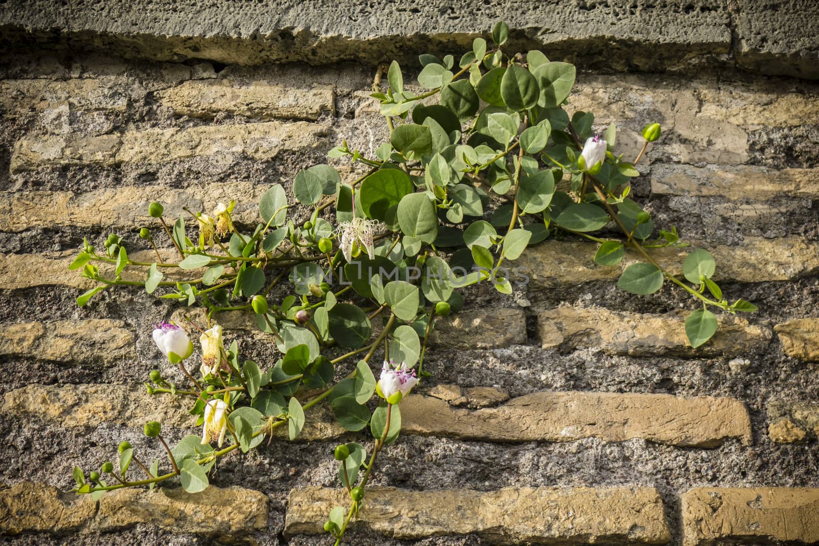 Plant with flowers of Capparis spinosa,