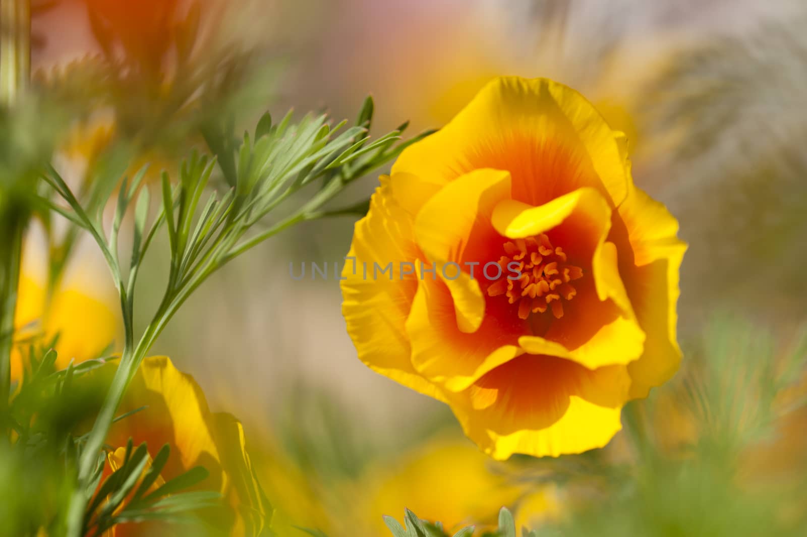 Eschscholzia californica, yellow and orange poppy wild flowers, official state flower of California.