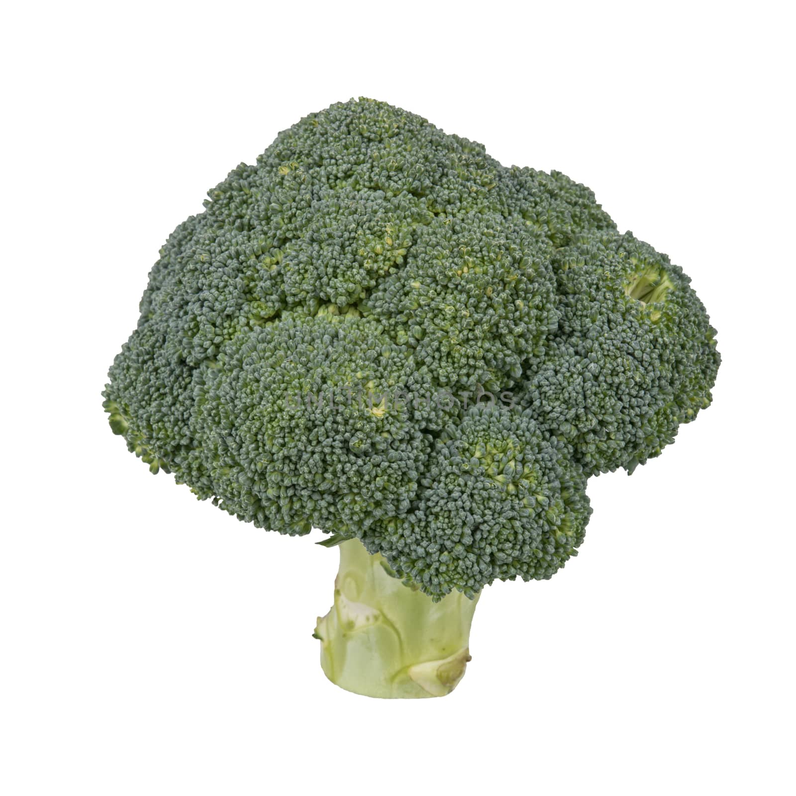 Broccoli isolated on a white background