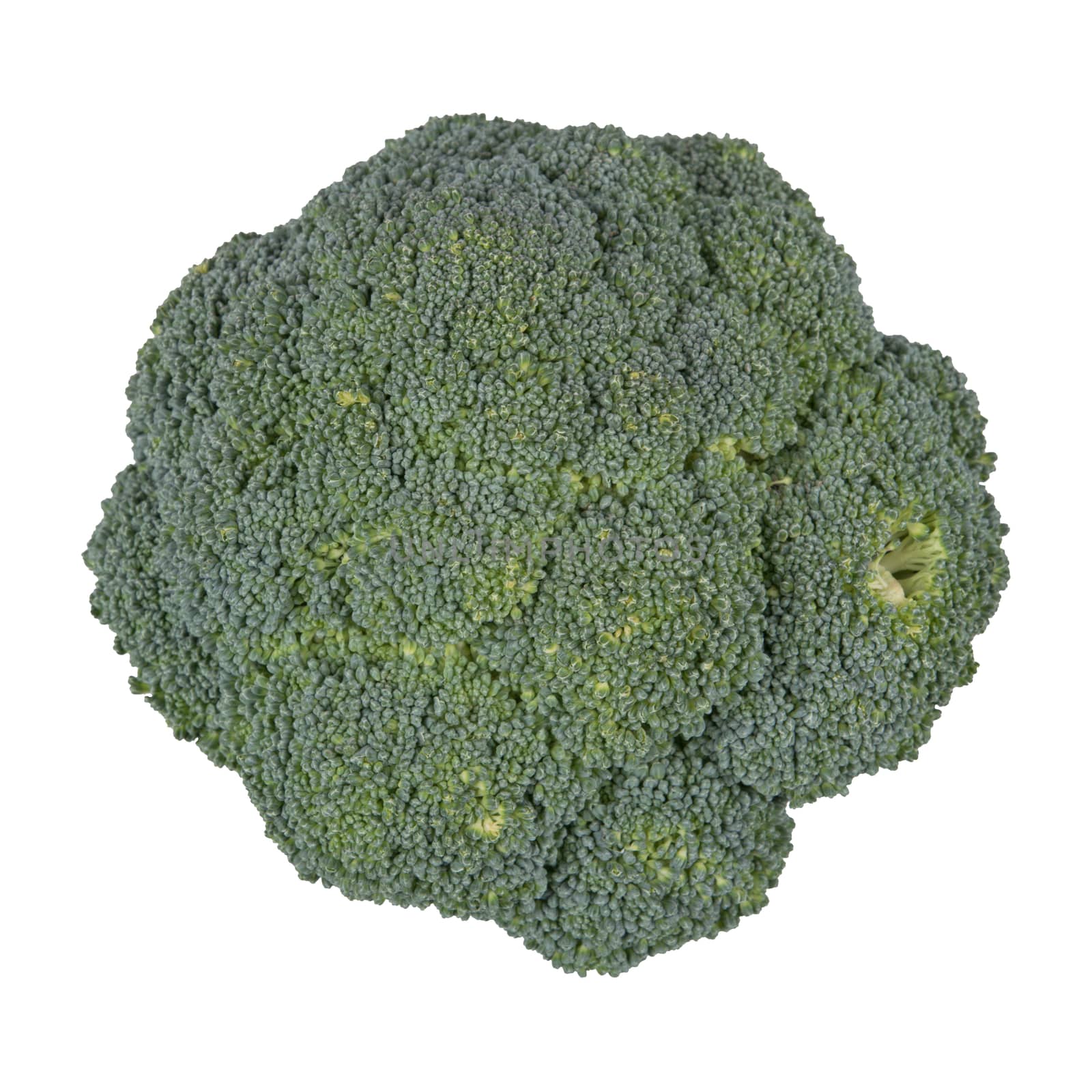 Broccoli isolated on a white background