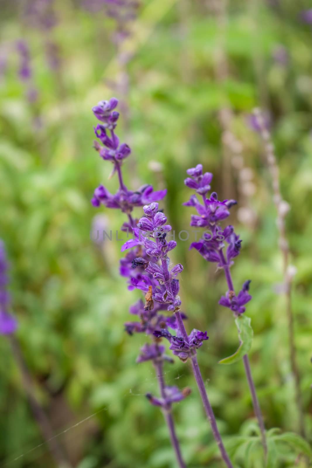 Close up the lavender flowers by worrayuth