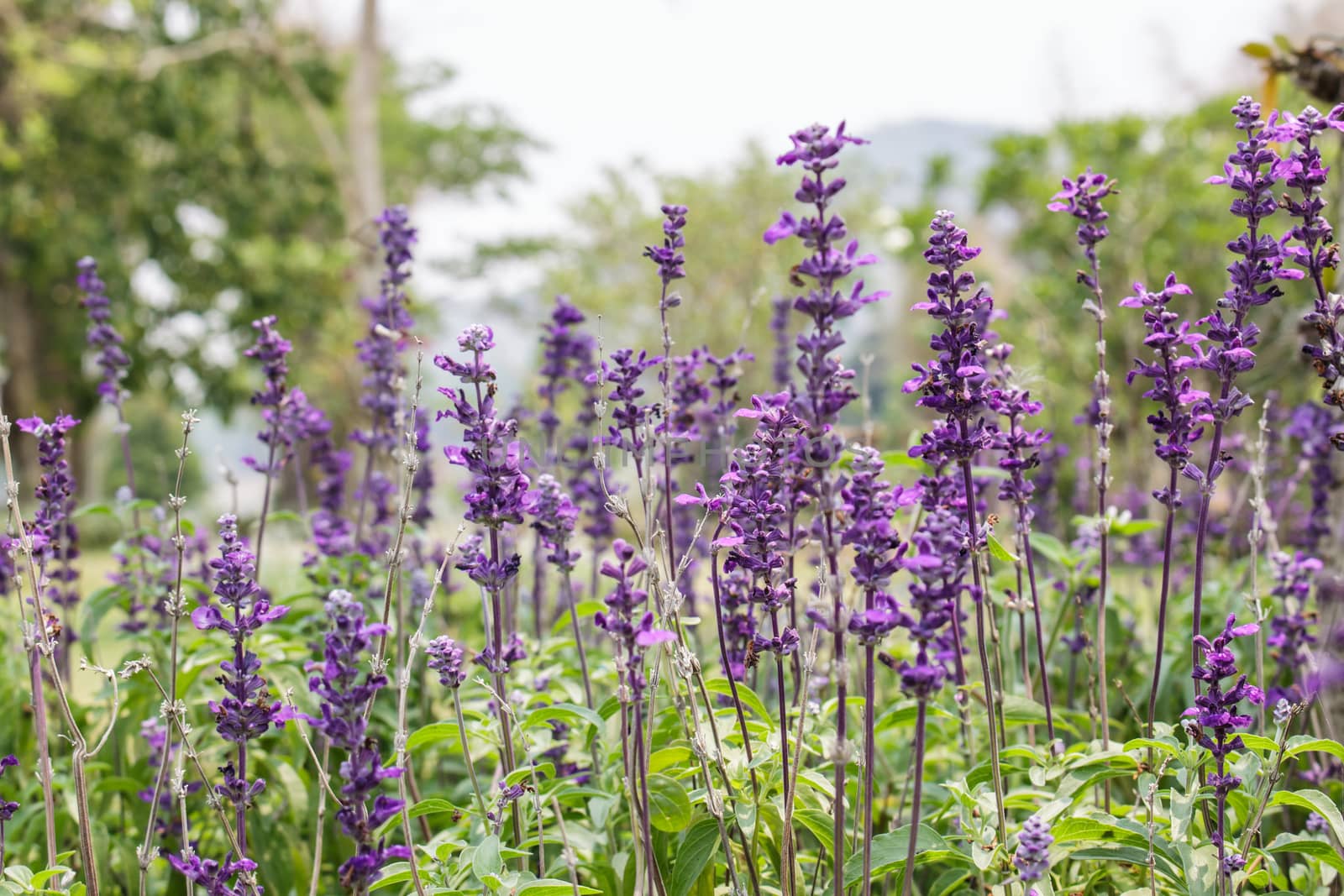 Lavender garden in thailnd by worrayuth