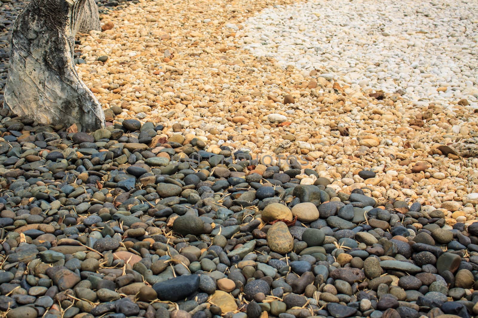 The tree color stone