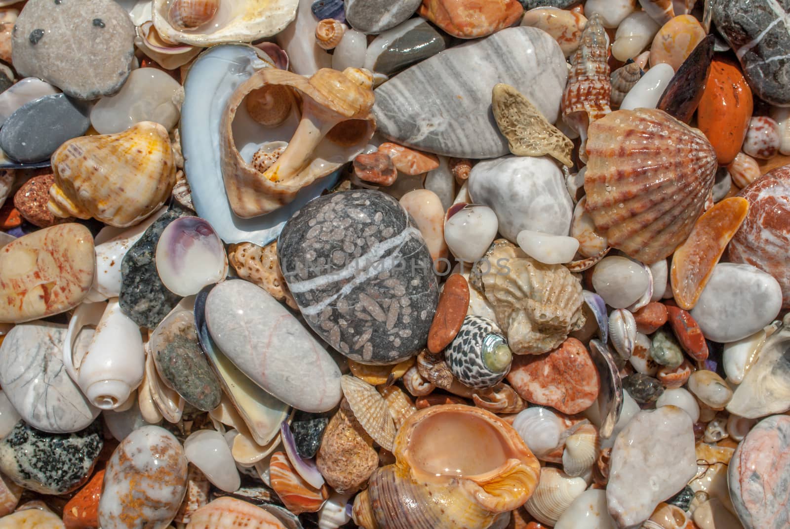 variety of seashells and pebbles on the beach on a sunny summer day