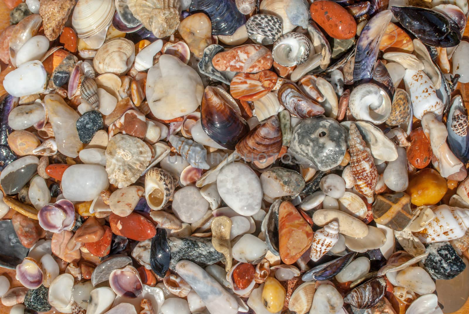 variety of seashells and pebbles on the beach on a sunny summer day