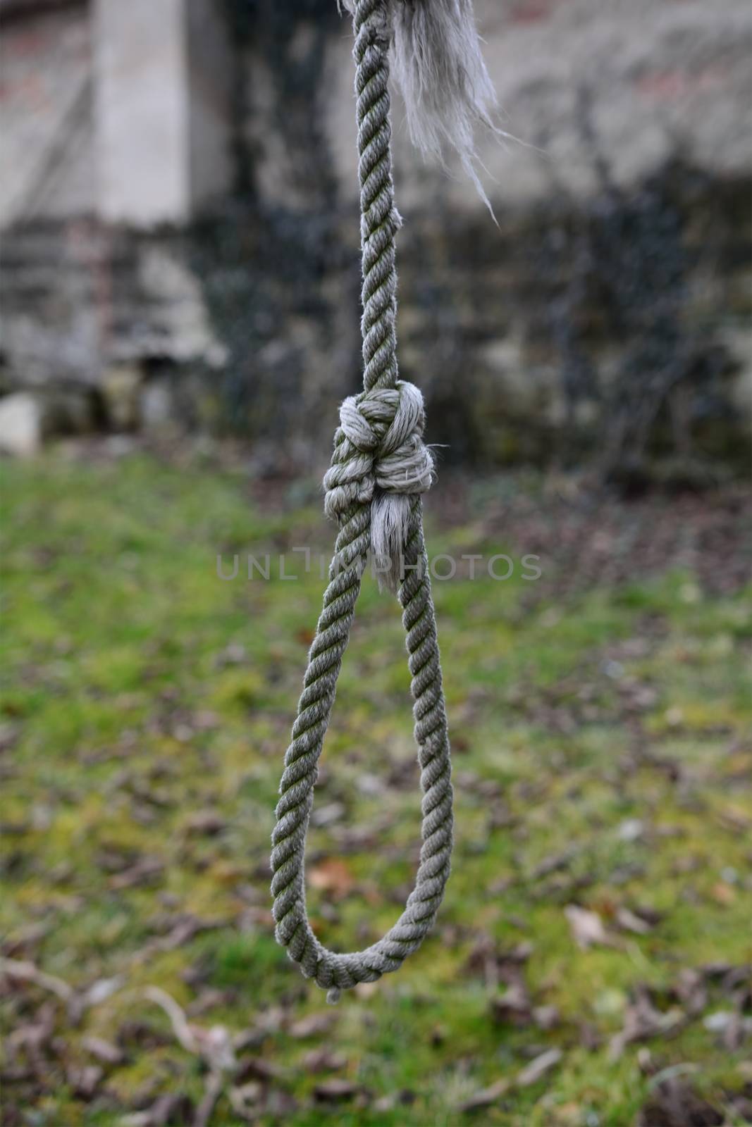 Gallows on a tree in the garden near old wall