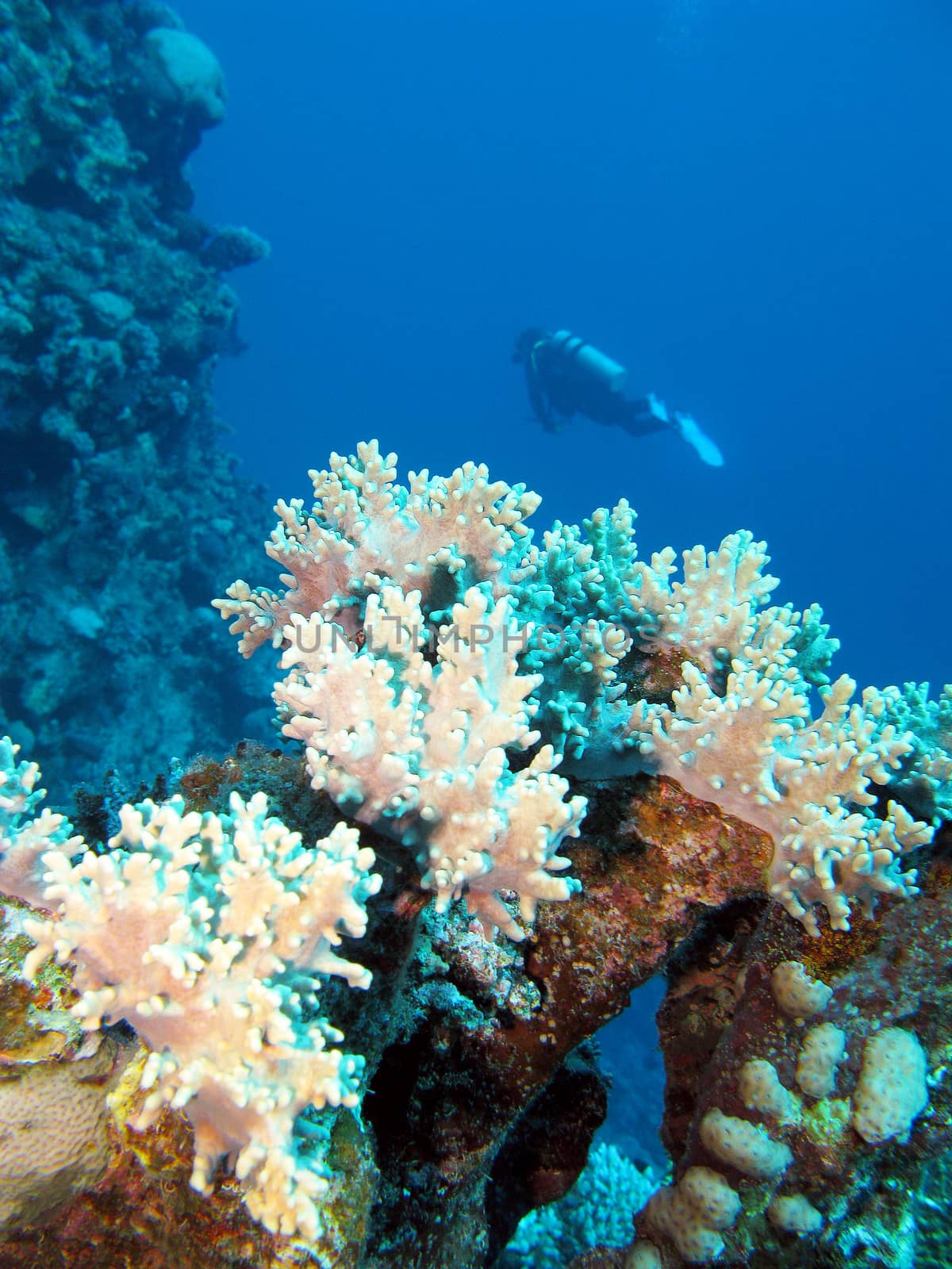 coral reef with soft coral and diver in tropical sea