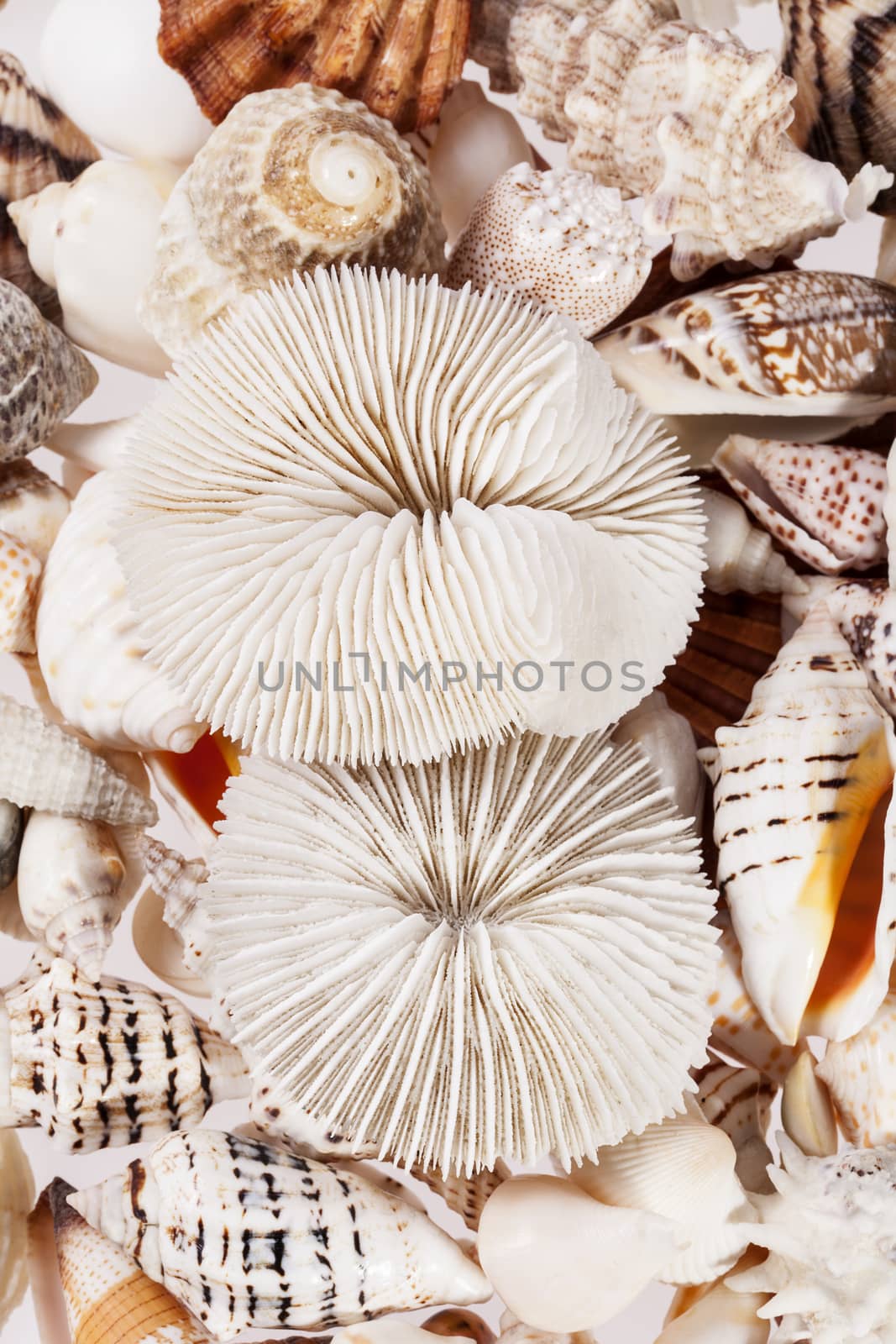 background of from different types of sea shells by mychadre77