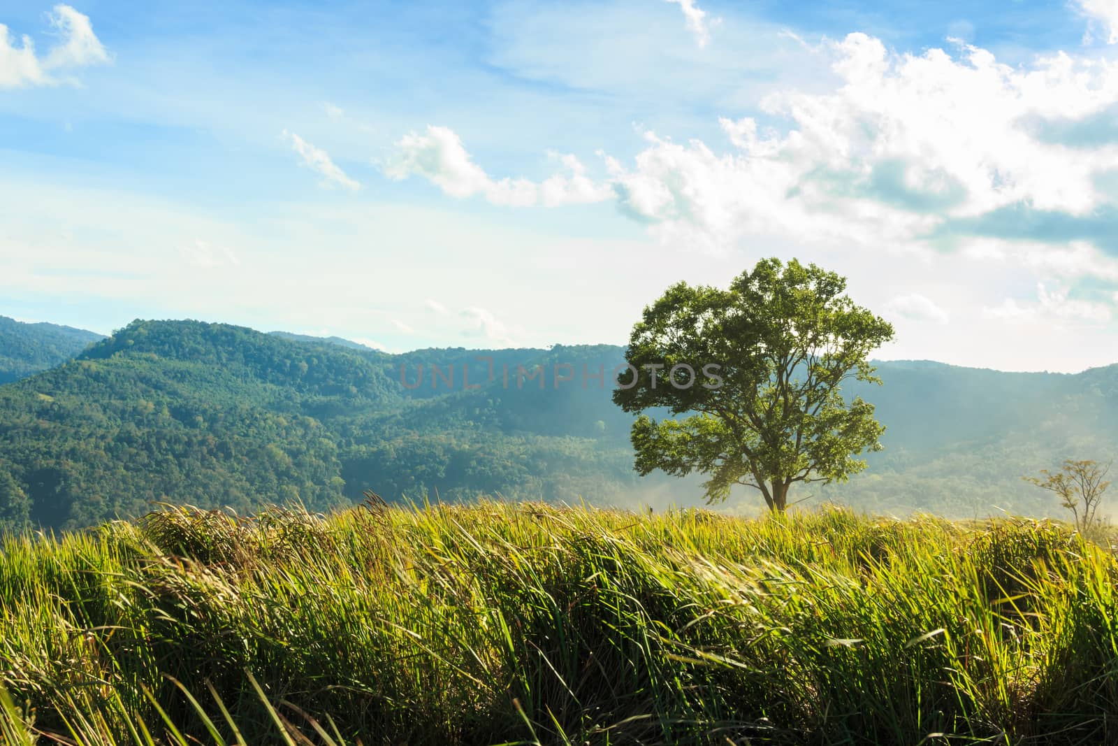 Tree and grassland at phu-lom-lo mountain , Loei , Thailand . where more than 100,000 wild himalayan cherries . ( Prunus cerasoides ) ( Sakura in Thailand )