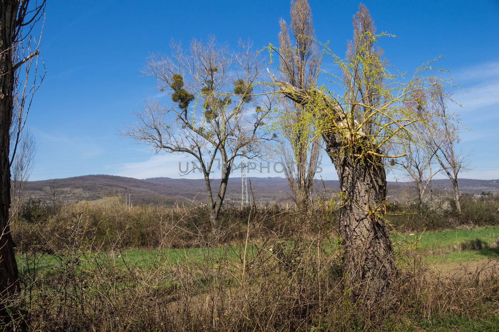 Trunk of a broken old tree, with a new branches in the early spring. Line of the mountains Karpaty on the horizon.