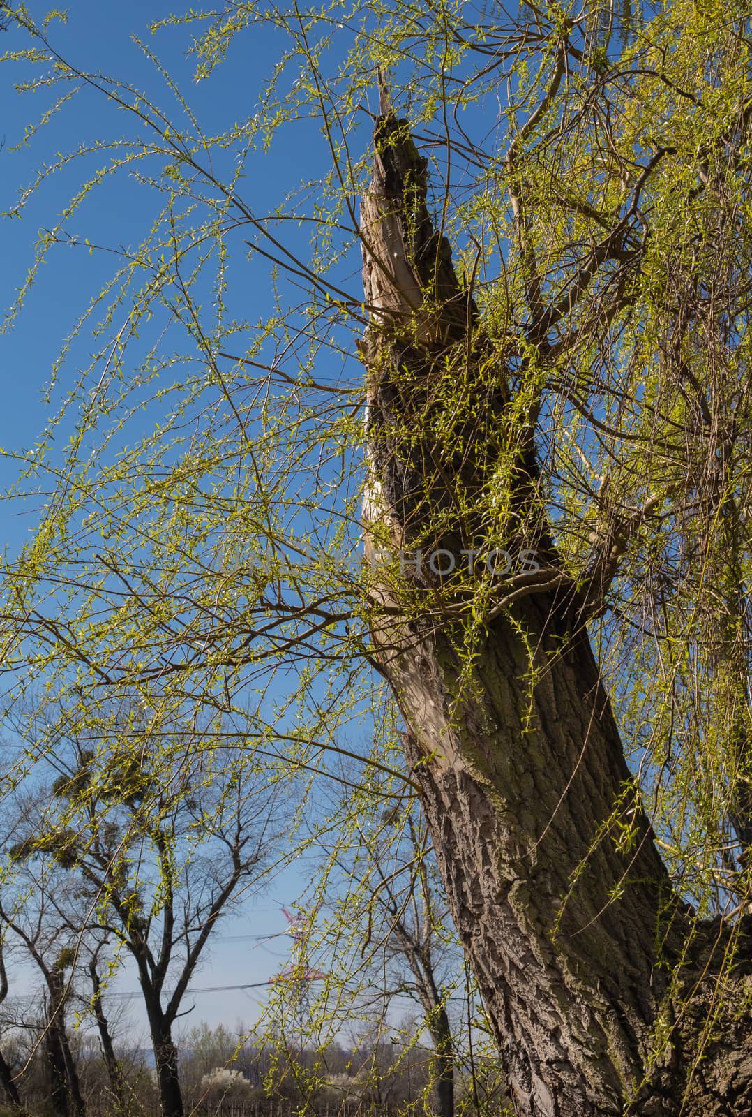 Trunk of a broken old tree, with a new branches in the early spring. Bright blue sky.