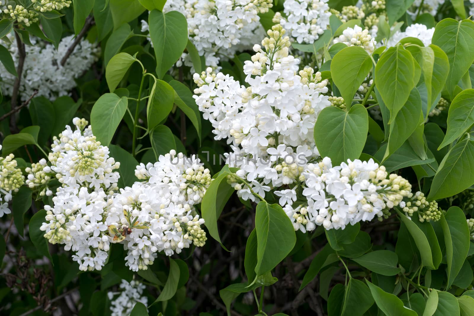 Beautiful white lilac flowers outdoors by DNKSTUDIO