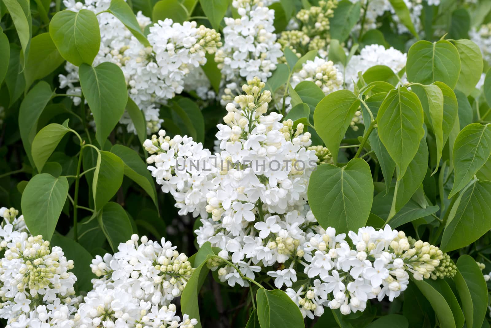 Beautiful white lilac flowers outdoors by DNKSTUDIO