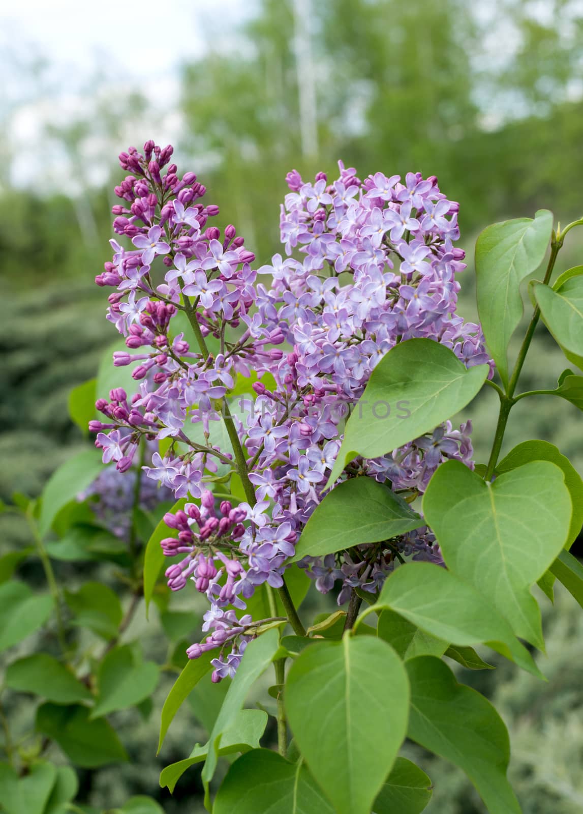 Gentle sprig of lilac in the spring