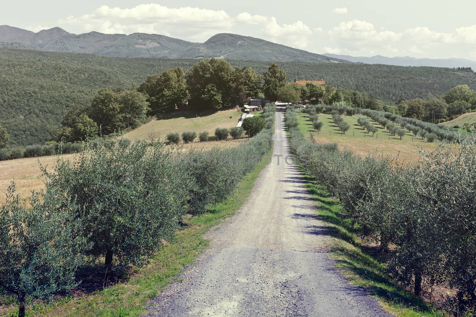 Olive Alley Leading to the Farmhouse in Italy, Vintage Style Toned Picture