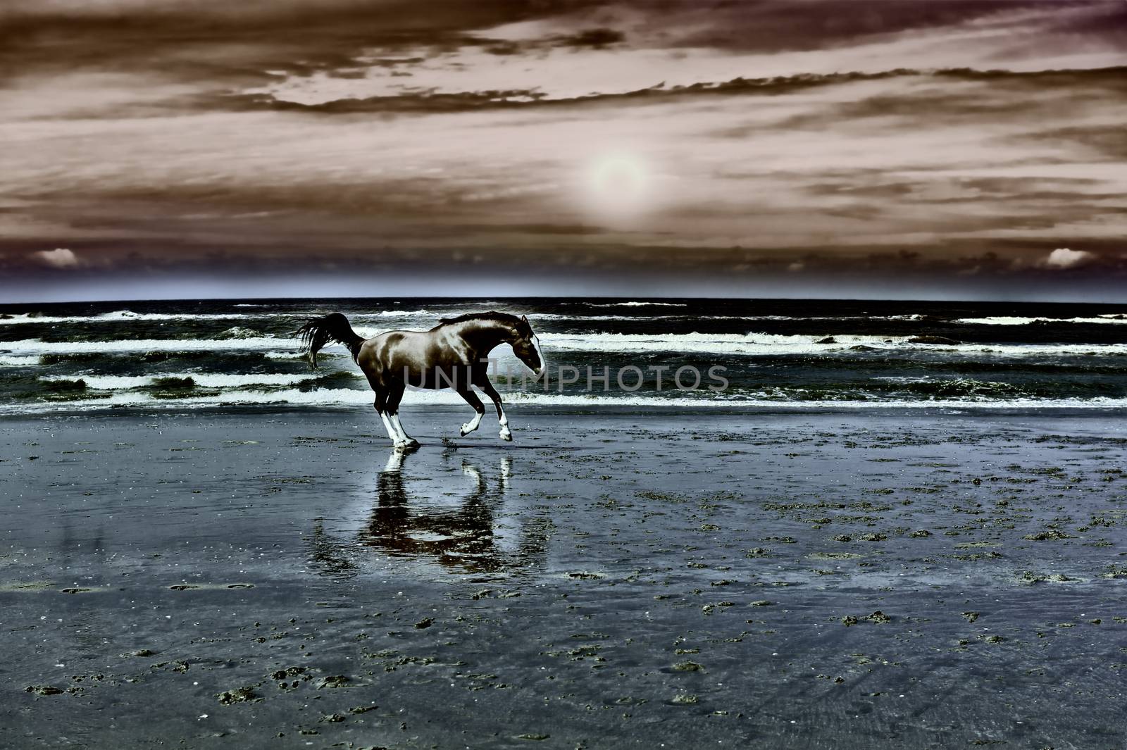 Dancing Horse on the North Sea Coast in Netherlands at Sunset, Vintage Style Toned Picture