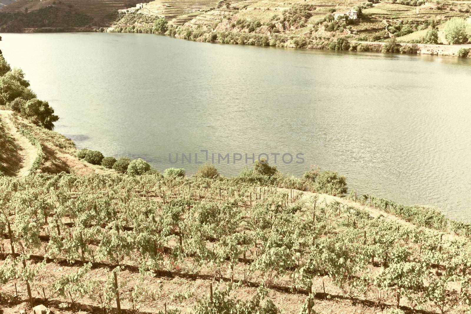 Vineyards in the Valley of the River Douro in Portugal, Vintage Style Toned Picture