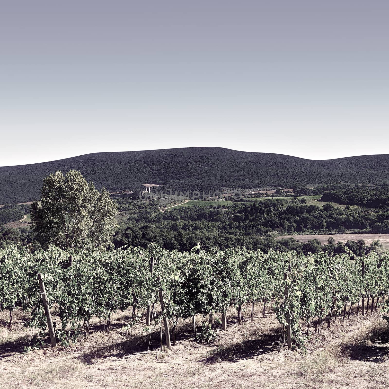 Hill of Tuscany with Vineyard in the Chianti Region, Vintage Style Toned Picture 