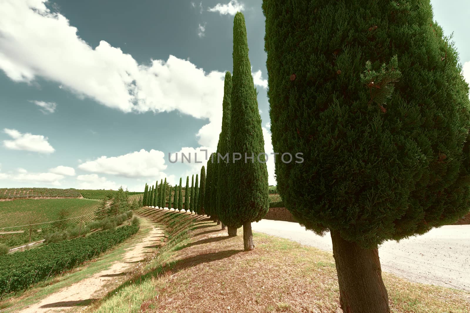 Cypress by gkuna