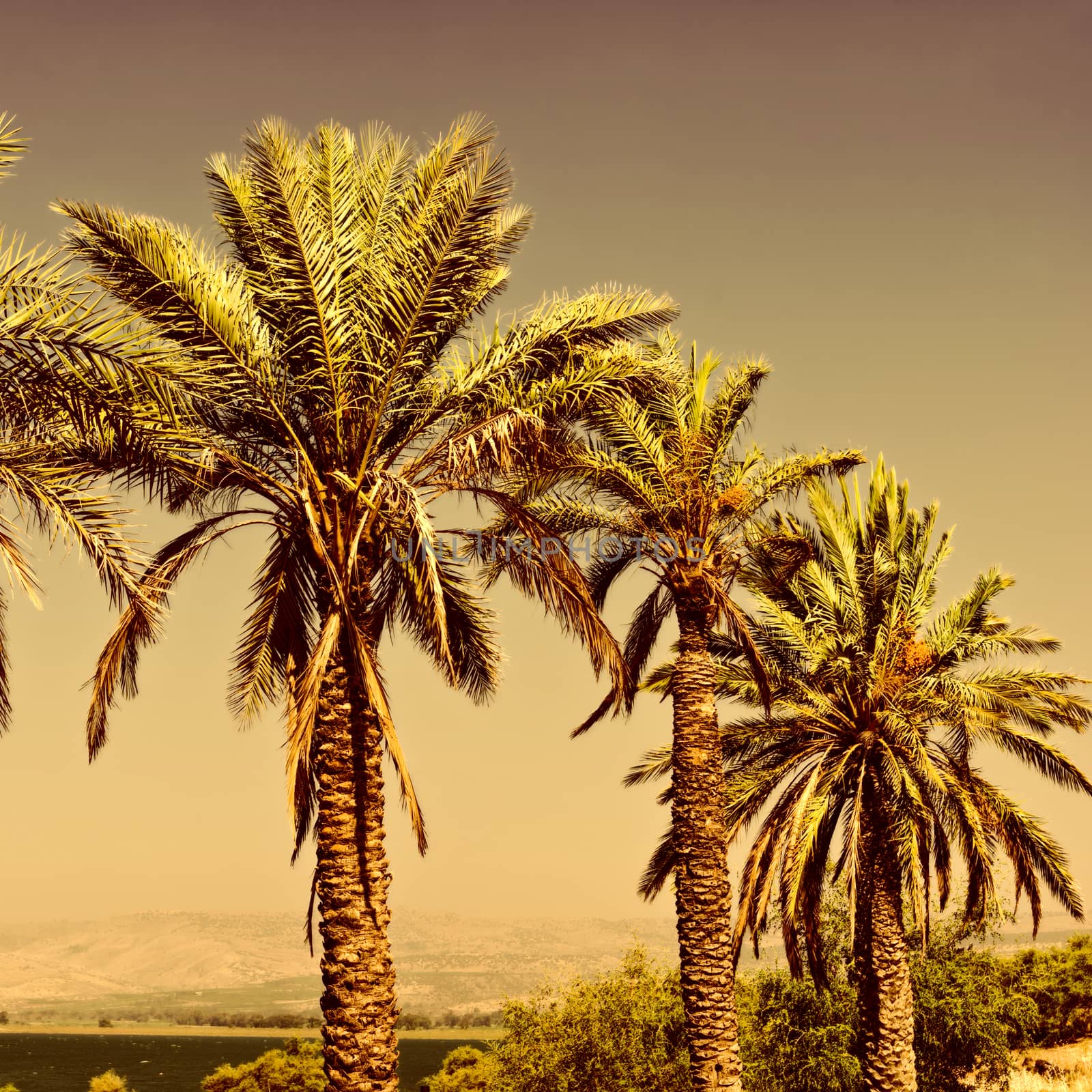 Date Palms by gkuna