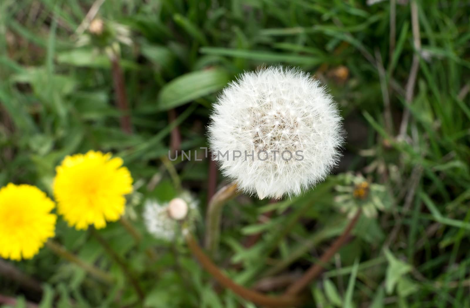 Air dandelions on a green field. Spring background by DNKSTUDIO