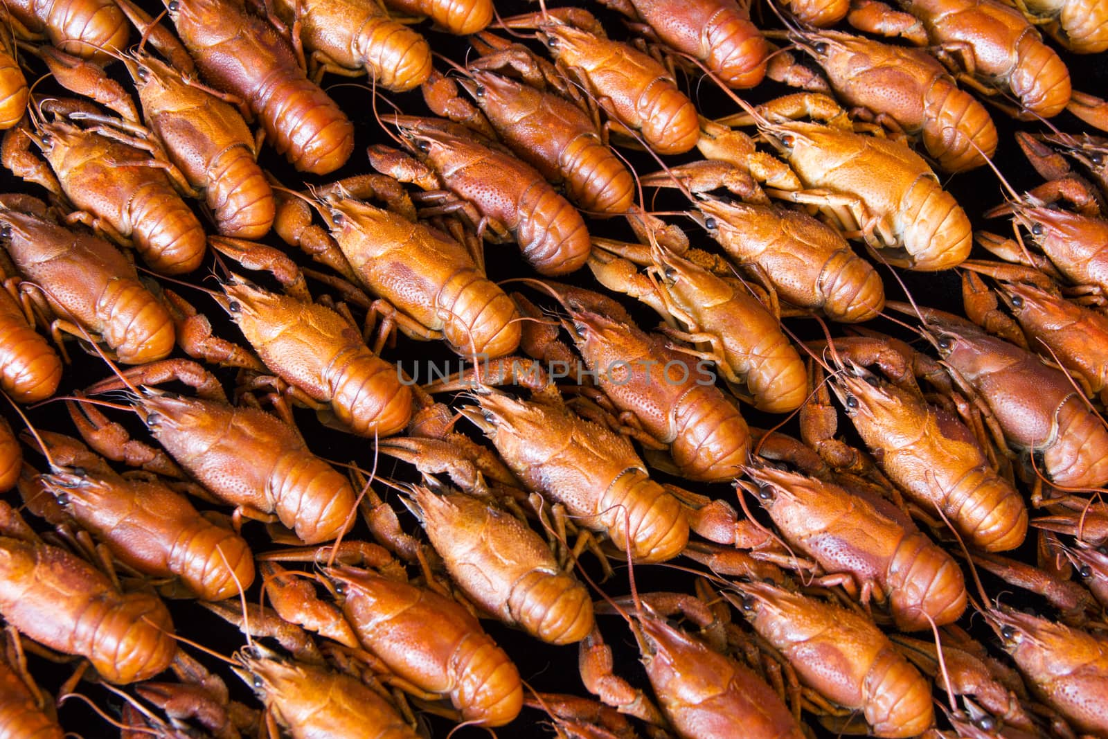 Photo of background with red boiled crawfishes