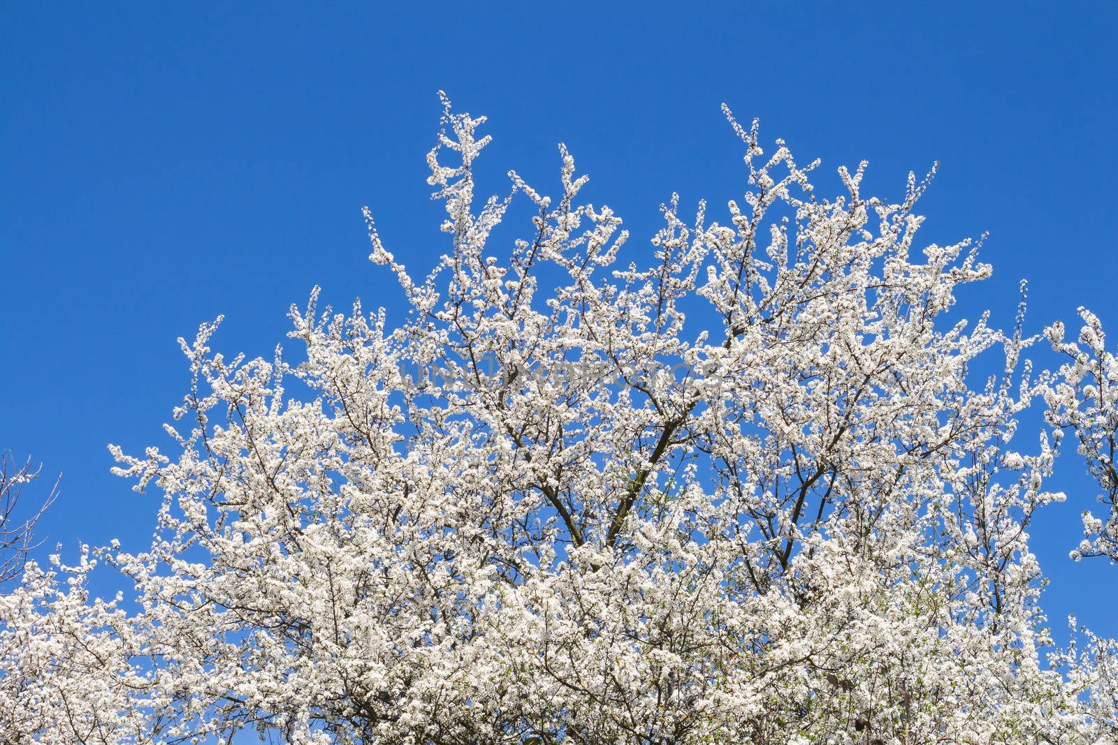 Crown of the blossoming wild fruits tree in the early spring. White small flowers and bright blue sky without a single cloud.